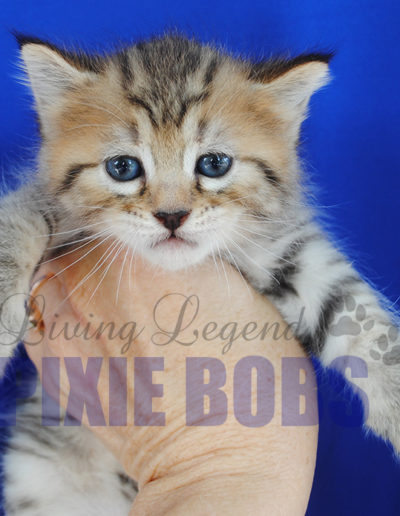 Derivation ned Rodet Living Legend Pixie Bobs - Available Kittens