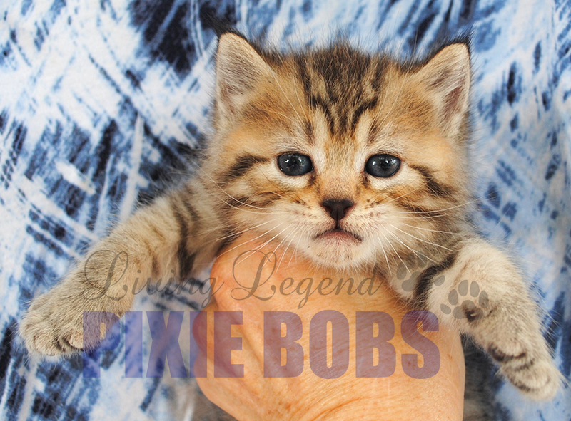 Derivation ned Rodet Living Legend Pixie Bobs - Available Kittens